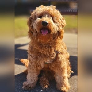 Meet your Posher, Shelley